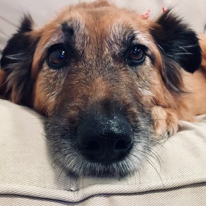 Fundraising Page: Meredith Cohen